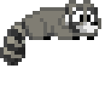 Raccoon